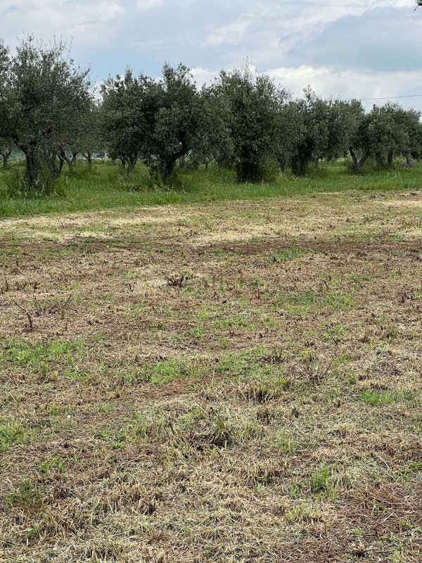 appartamento in vendita a Catignano