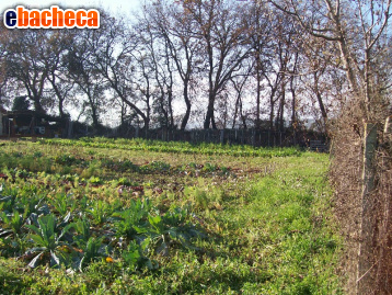 terreno edificabile in vendita a Cepagatti