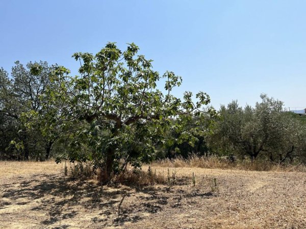 terreno agricolo in vendita a Cepagatti