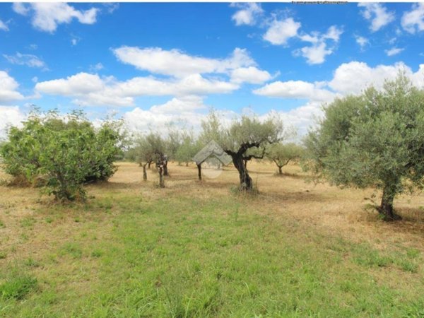 terreno agricolo in vendita a Cepagatti