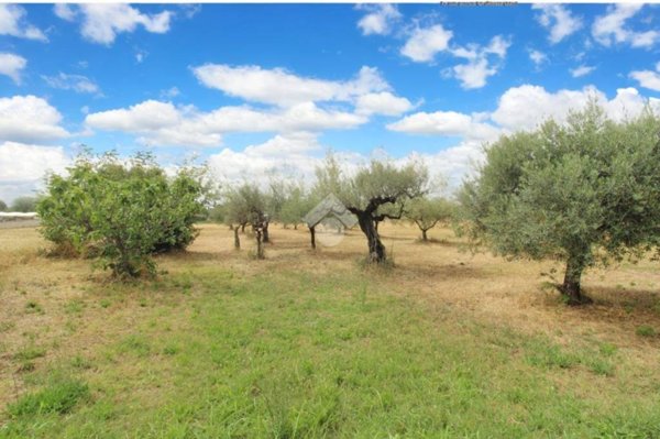 terreno agricolo in vendita a Cepagatti