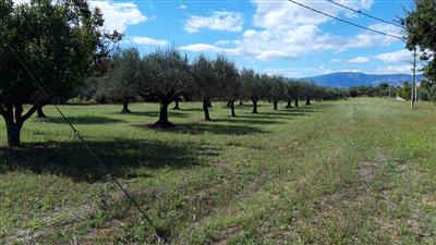 terreno edificabile in vendita a Cepagatti