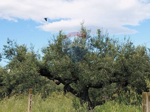 terreno agricolo in vendita a Cepagatti