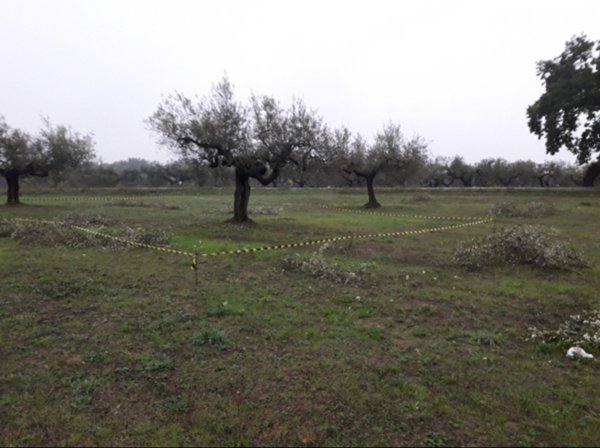 terreno edificabile in vendita a Cepagatti