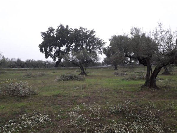 terreno edificabile in vendita a Cepagatti