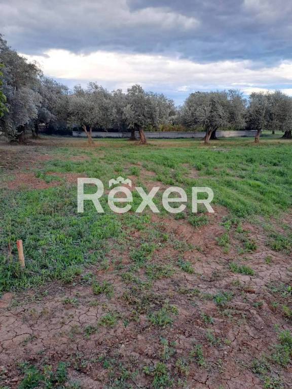 terreno agricolo in vendita a Cepagatti