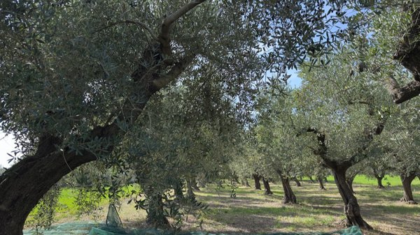 casa indipendente in vendita a Cepagatti