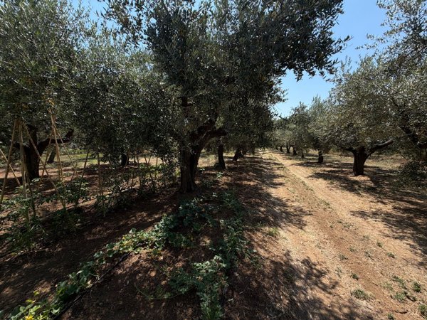 terreno edificabile in vendita a Cepagatti in zona Santuccione