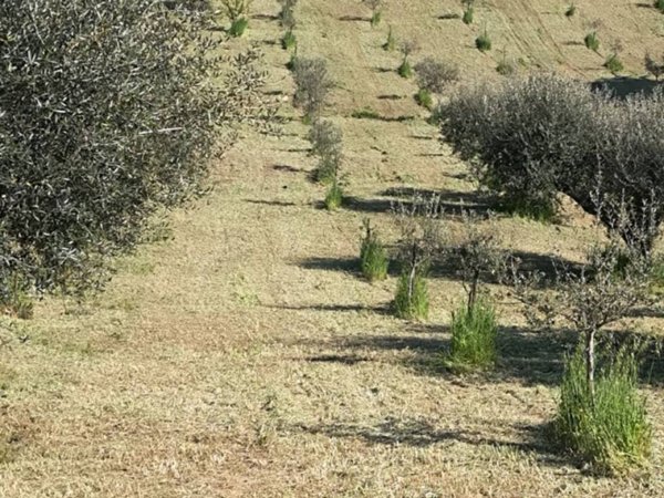 terreno agricolo in vendita a Città Sant'Angelo