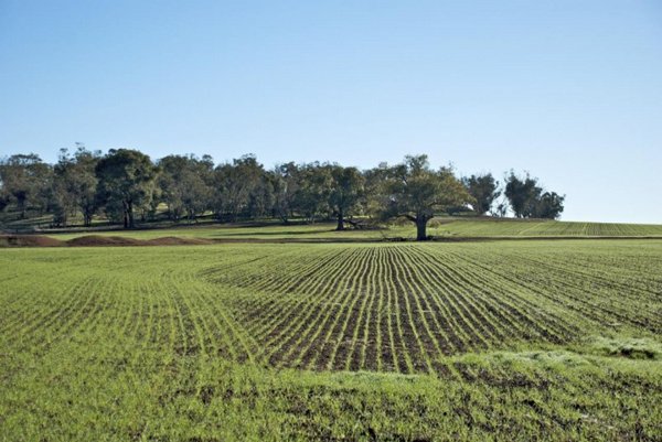 terreno agricolo in vendita a Città Sant'Angelo
