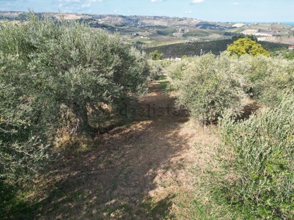 terreno agricolo in vendita a Città Sant'Angelo