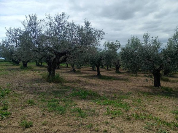 terreno agricolo in vendita a Città Sant'Angelo