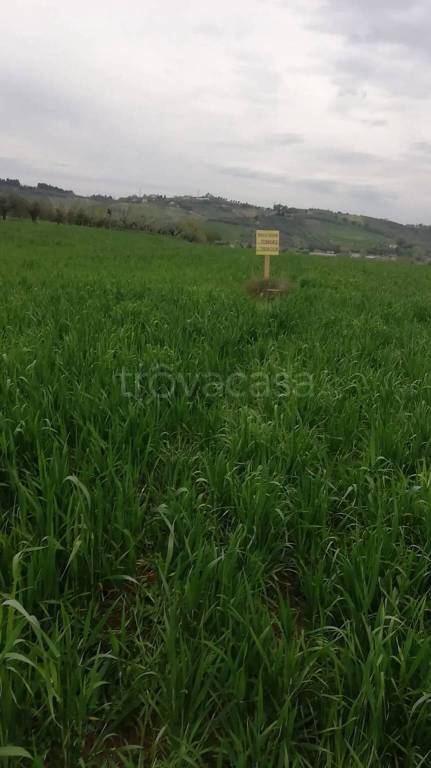 terreno agricolo in vendita a Collecorvino in zona Santa Lucia