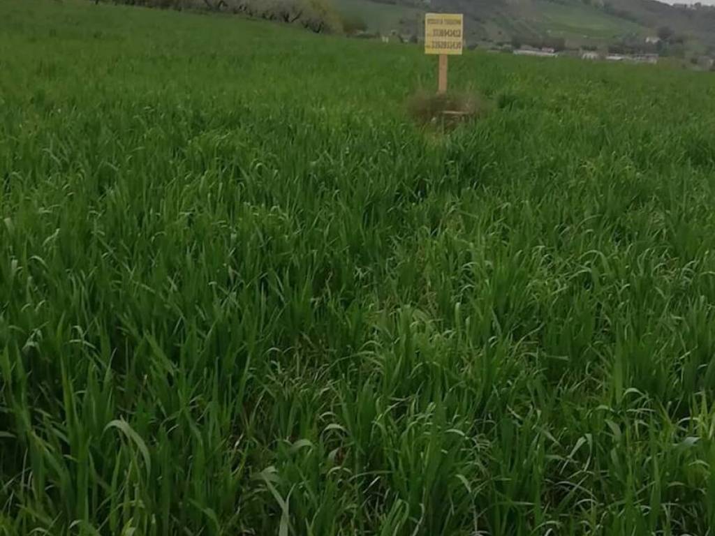 terreno agricolo in vendita a Collecorvino in zona Santa Lucia