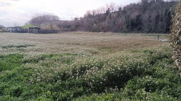 terreno edificabile in vendita a Collecorvino in zona Santa Lucia