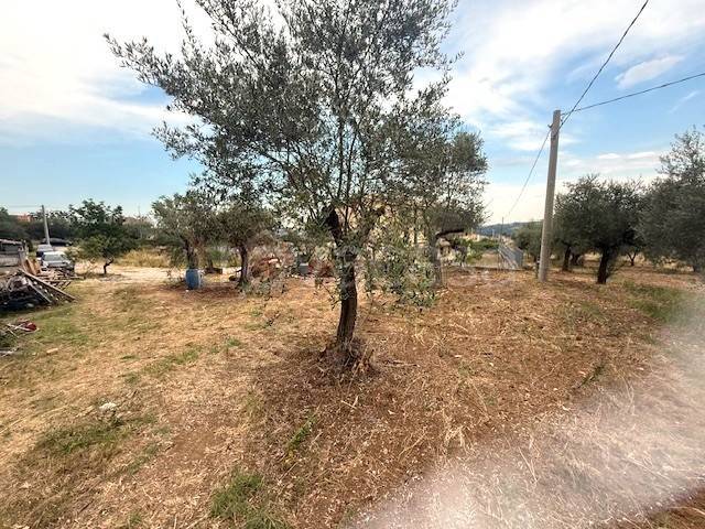 terreno agricolo in vendita a Collecorvino in zona Barberi