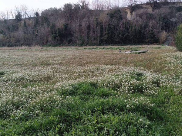 terreno agricolo in vendita a Collecorvino in zona Santa Lucia