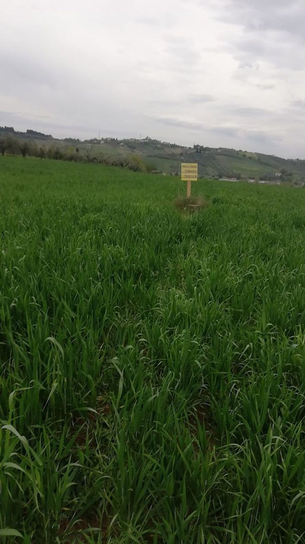 terreno agricolo in vendita a Collecorvino in zona Santa Lucia