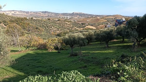 terreno edificabile in vendita a Collecorvino