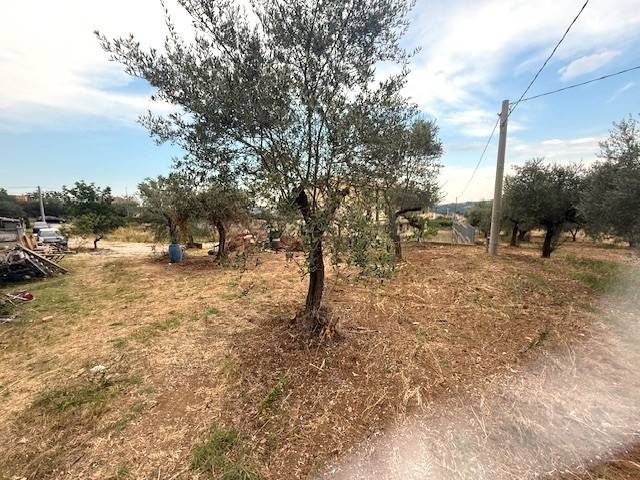 terreno agricolo in vendita a Collecorvino