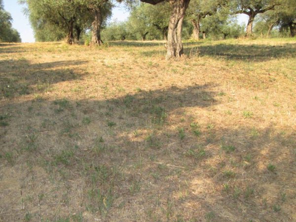 terreno agricolo in vendita a Loreto Aprutino