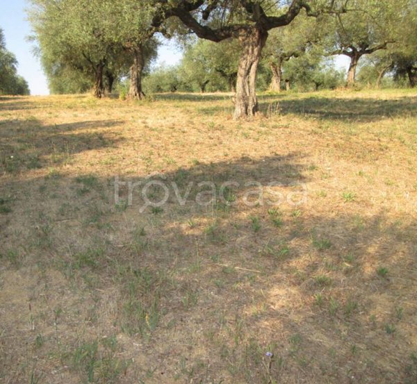 terreno agricolo in vendita a Loreto Aprutino