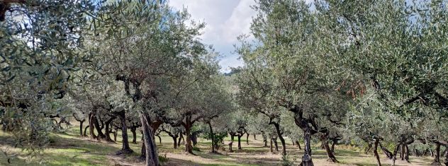 terreno agricolo in vendita a Loreto Aprutino