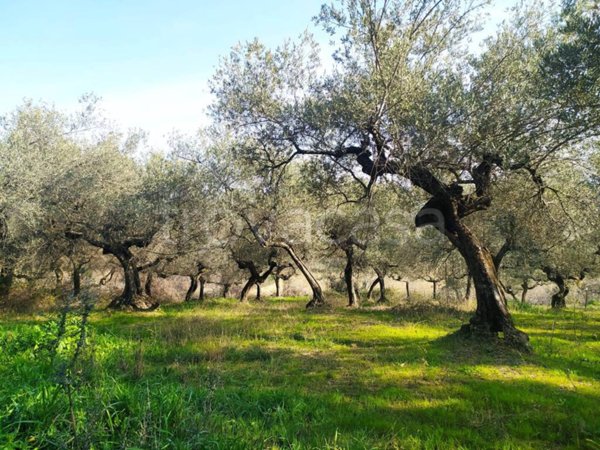 terreno agricolo in vendita a Loreto Aprutino