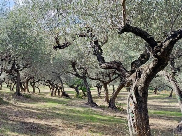 terreno agricolo in vendita a Loreto Aprutino