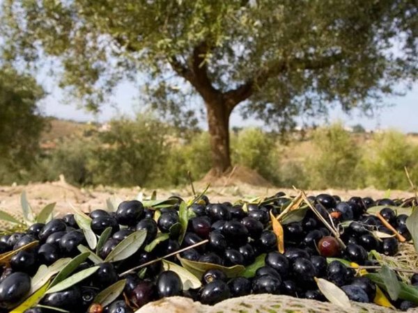 terreno agricolo in vendita a Loreto Aprutino
