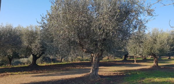 casa indipendente in vendita a Loreto Aprutino