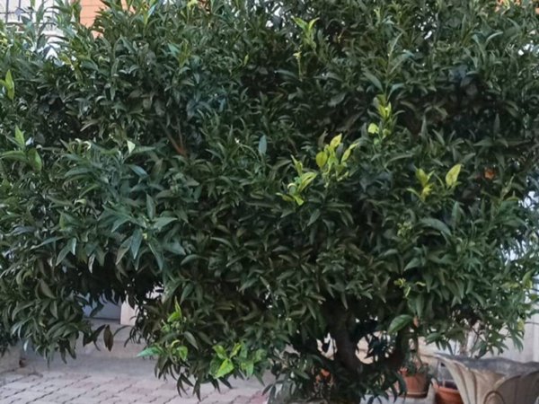 casa indipendente in vendita a Loreto Aprutino in zona Santa Maria in Piano