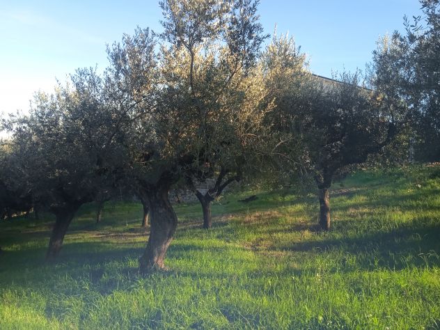 terreno agricolo in vendita a Loreto Aprutino