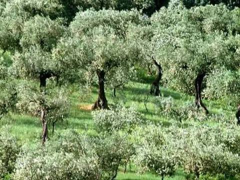 terreno agricolo in vendita a Loreto Aprutino in zona Remartello