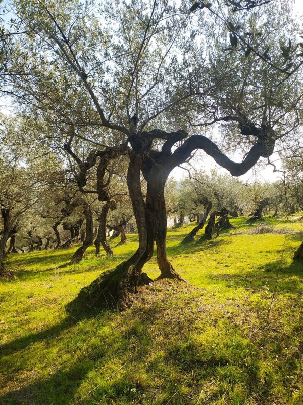 terreno in vendita a Loreto Aprutino