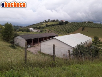 terreno agricolo in vendita a Manoppello in zona Ripacorbaria