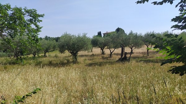 terreno agricolo in vendita a Manoppello in zona Manoppello Scalo