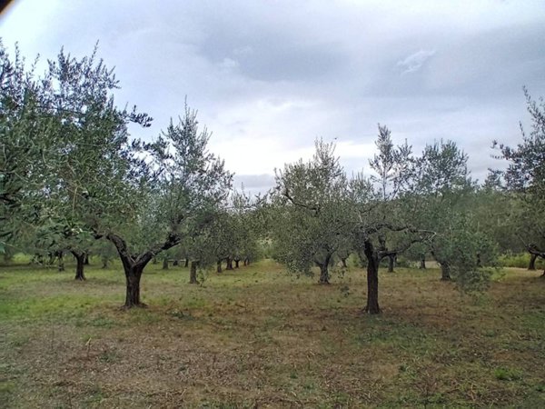 terreno agricolo in vendita a Manoppello
