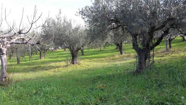terreno edificabile in vendita a Manoppello