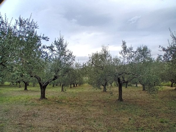terreno agricolo in vendita a Manoppello