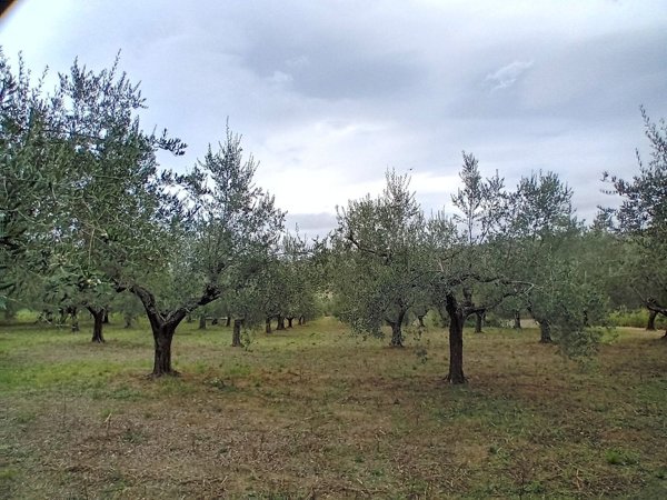 terreno agricolo in vendita a Manoppello
