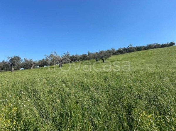 terreno agricolo in vendita a Manoppello