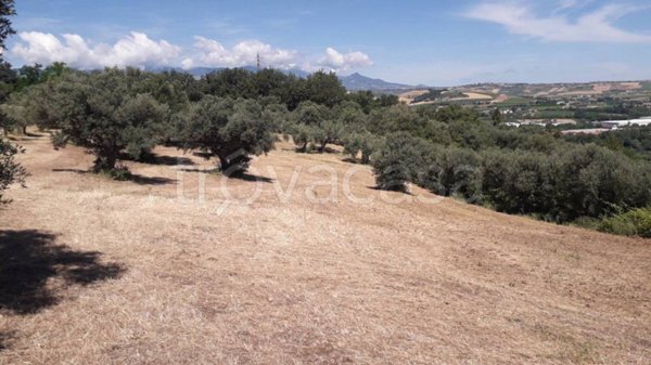 terreno agricolo in vendita a Manoppello
