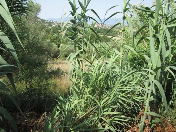 terreno agricolo in vendita a Montesilvano