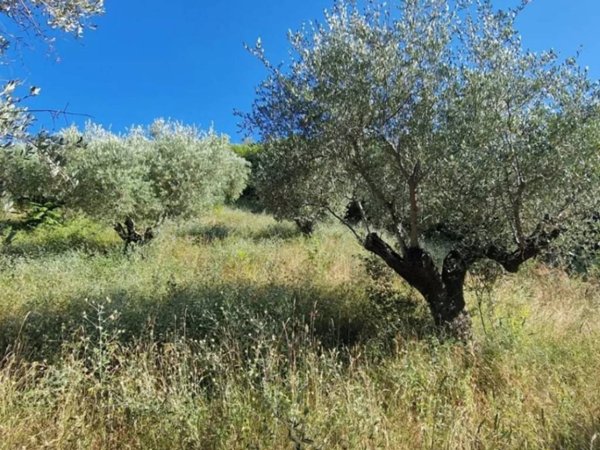 terreno agricolo in vendita a Montesilvano