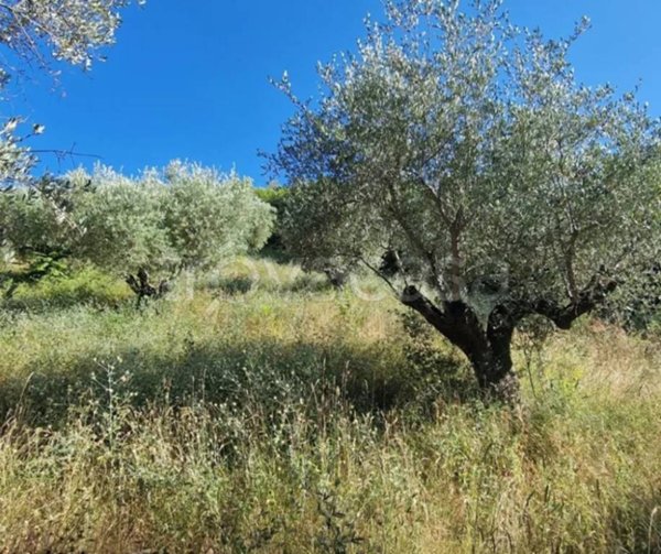 terreno agricolo in vendita a Montesilvano
