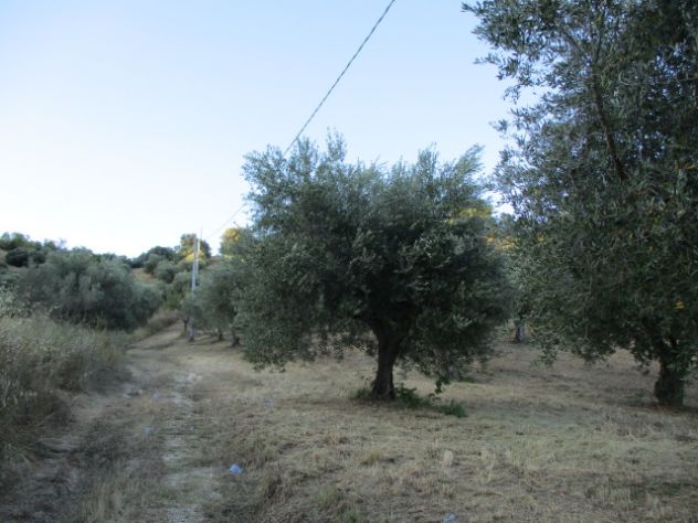 terreno agricolo in vendita a Montesilvano