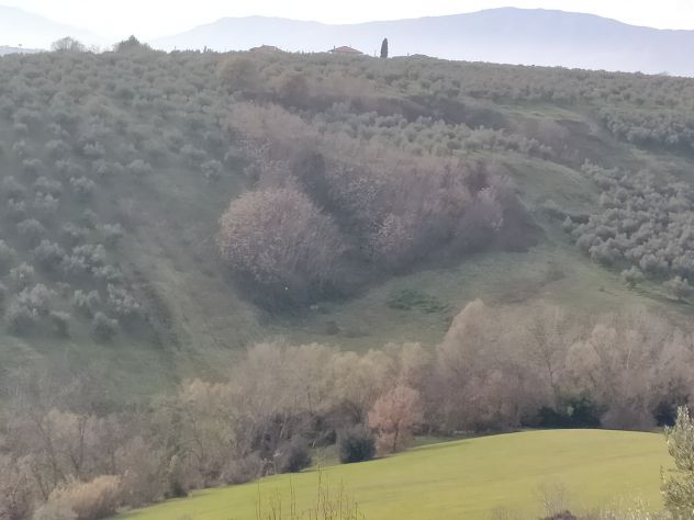 terreno agricolo in vendita a Moscufo