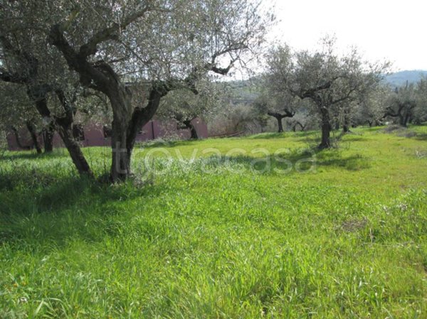 terreno agricolo in vendita a Moscufo
