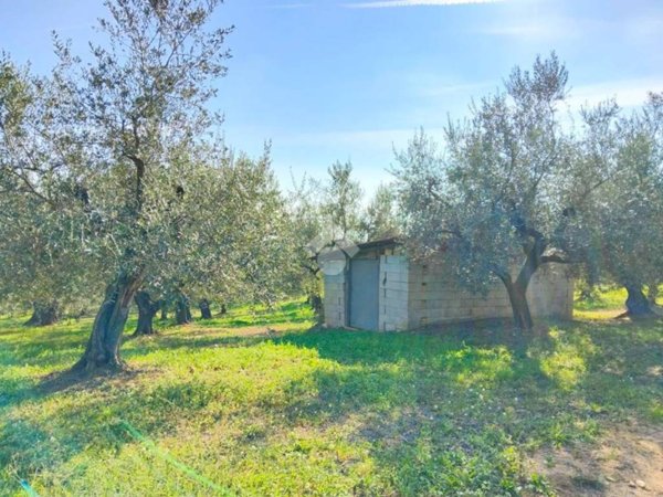 terreno agricolo in vendita a Moscufo